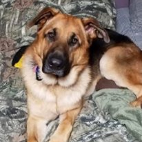 Meet your Posher, Priscilla - Picture 2 of 6